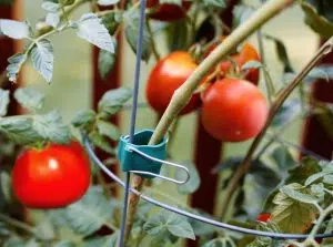 tomato_plant2